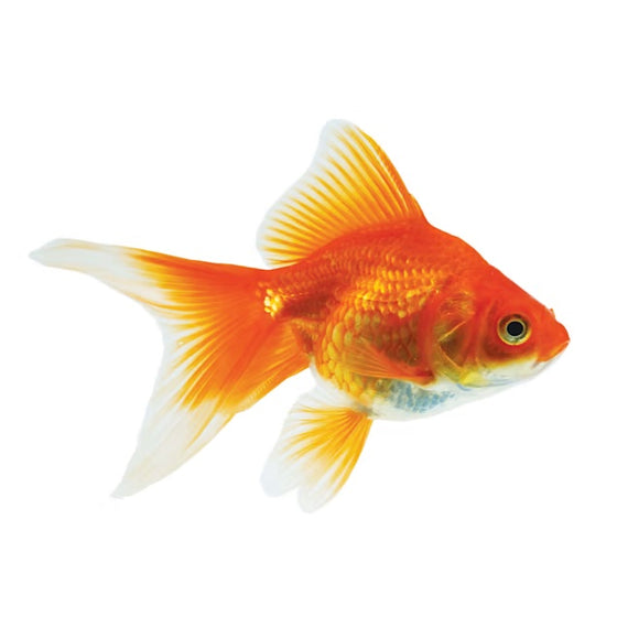 Catch of the Month Yarn + Fish Club: Goldfish (PREORDER)