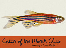  Catch of the Month Yarn + Fish Club January: Zebra Danio